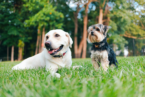 White Lab and Yorkshire Terrier