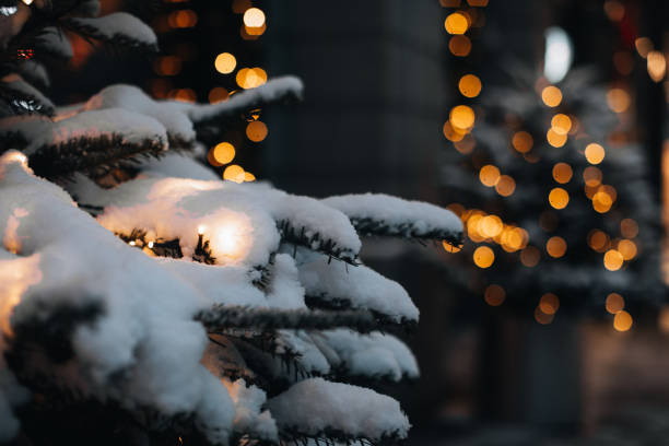 branches de sapin dans la rue du soir couvertes de neige blanche en hiver. - noble fir photos et images de collection