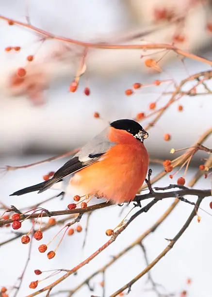 Photo of Bullfinch on a branch with red fruits.