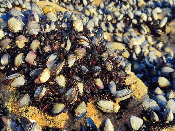 istock mussels on the rocks 1585928633