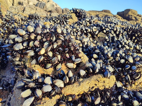 The rock mussel, like the rest of the mussels, is a bivalve and grows up on the Mediterranean and Galician coasts. They have two elongated and regular valves of an intense black color. Its meat is orange.