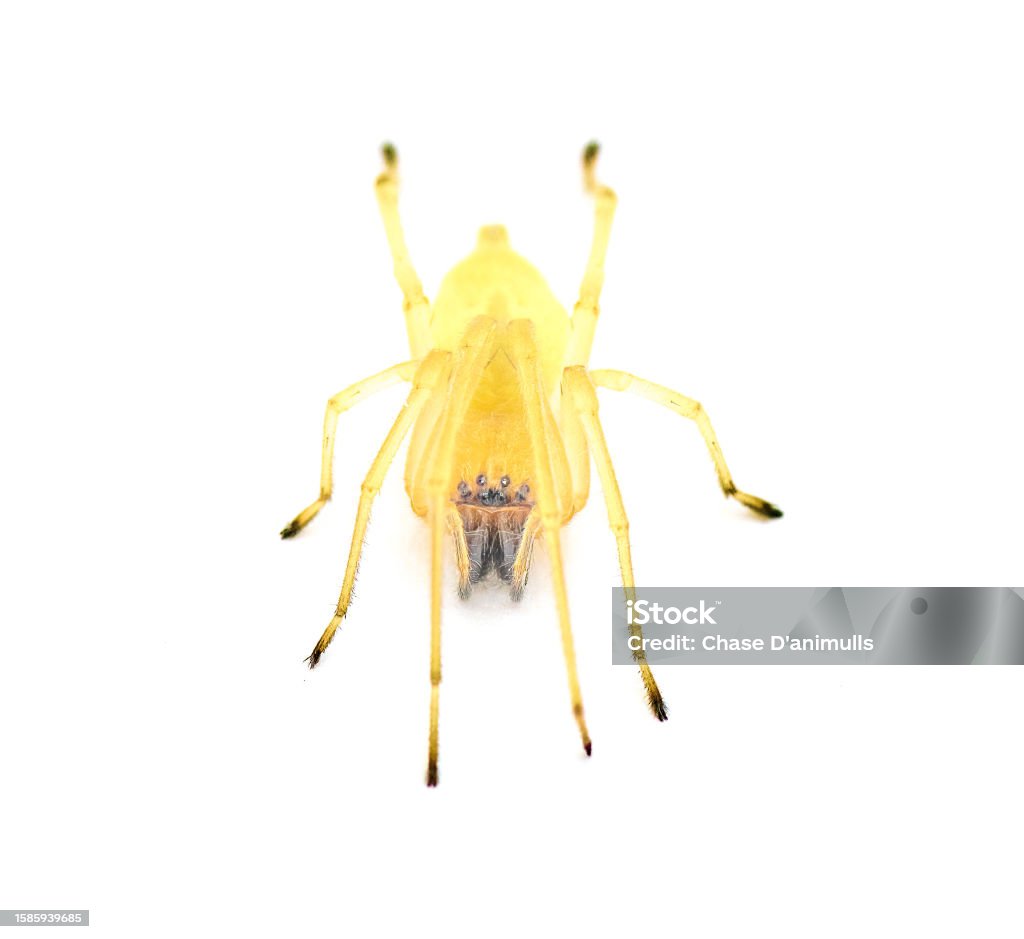 black footed or the American yellow Agrarian sac spider - Cheiracanthium inclusum - an aggressive but harmless house or home arachnid isolated on white background front face view Sac Stock Photo