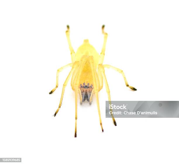 Black Footed Or The American Yellow Agrarian Sac Spider Cheiracanthium Inclusum An Aggressive But Harmless House Or Home Arachnid Isolated On White Background Front Face View Stock Photo - Download Image Now