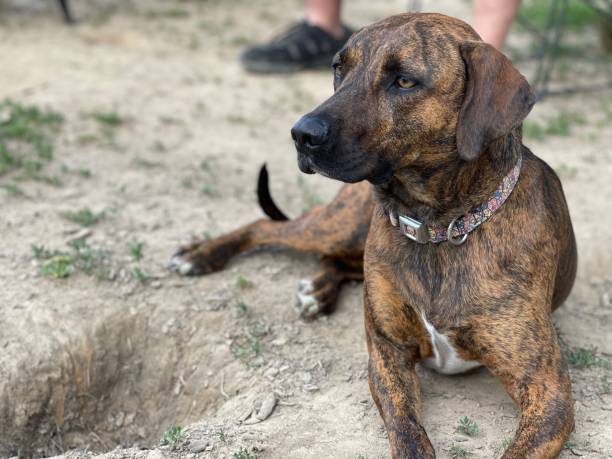 Tildy the hound dog Tildy the hound dog plott hound stock pictures, royalty-free photos & images