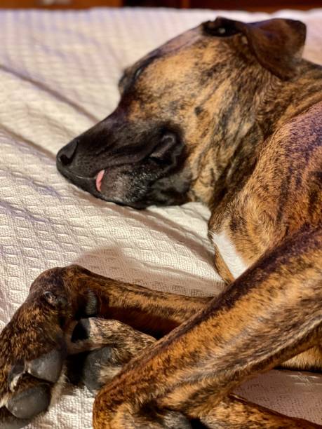 istock Hound sleeping with tongue out 1585947094