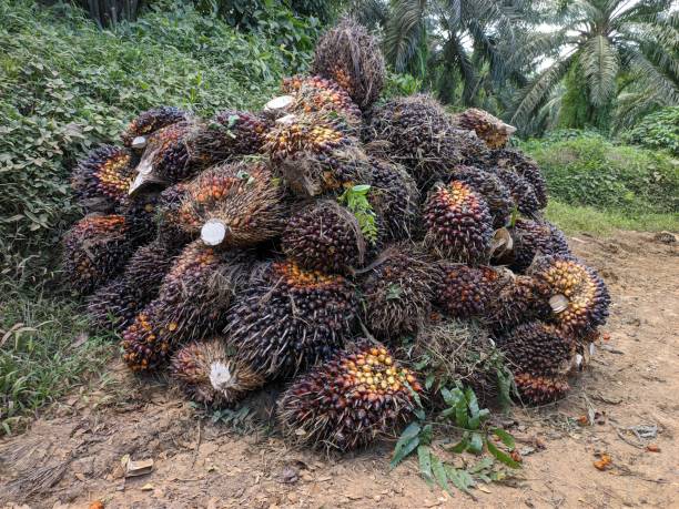 istock Palm fruit after harvest is ready to be transported 1585955406