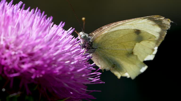 4K Macro video of butterfly on wild purple thistle flower in nature