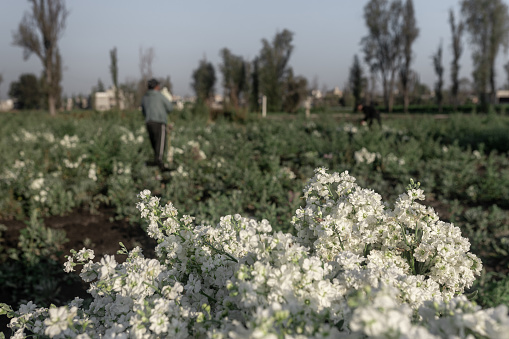 Harvested wallflowers with workers in the background. Concept of Day of the Dead tradition preparation.