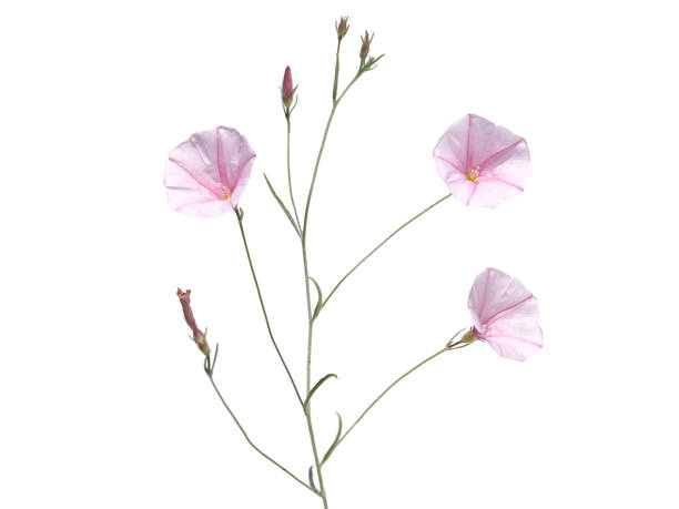 istock Pink flower of dwarf morning glory isolated on white 1585965855
