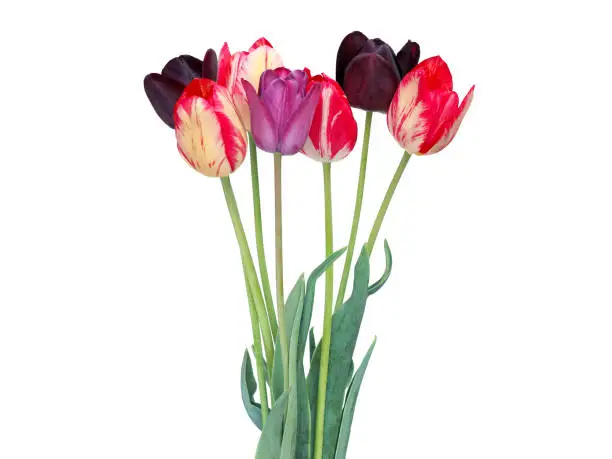 Colorful spring tulip flowers bouquet isolated on white