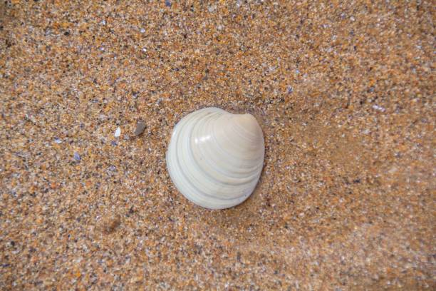 istock Baltic Tellin Shell on sand 1585969469