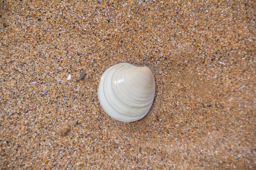 Baltic Tellin Shell on sand