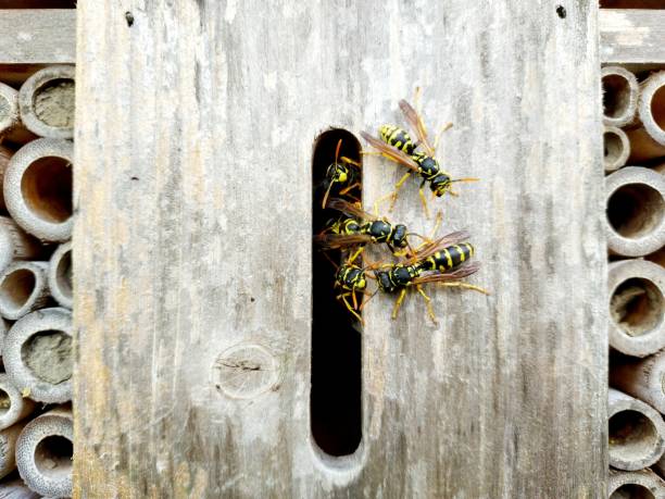 nid de guêpes logé dans un hôtel à insectes