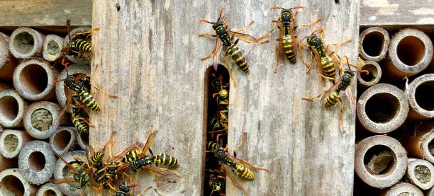 istock wasps nest hosted in a insect hotel 1586005381