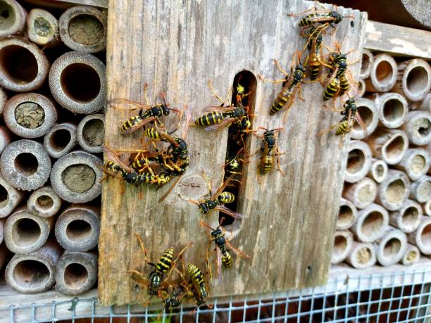 istock wasps nest hosted in a insect hotel 1586005389