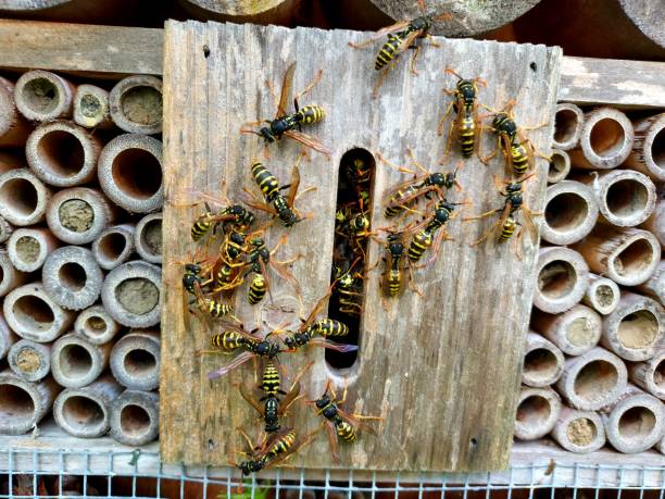 istock wasps nest hosted in a insect hotel 1586007449