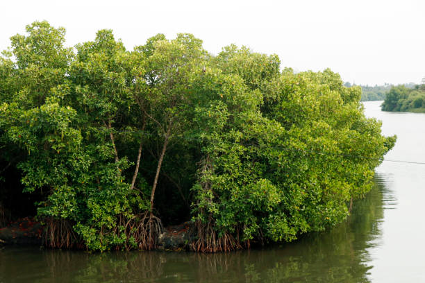 istock mangrove island, is a shrub or tree that grows mainly in coastal saline or brackish water. also called halophytes, and are adapted to live in harsh coastal conditions. 1586026054