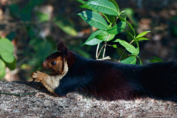 istock malabar giant purple wild squirrel in close up 1586035747