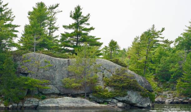 large granite rockface and white pines in the massasauga park, parry sound 온타리오 - 4394 뉴스 사진 이미지