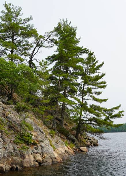 istock Granite islands and white pines in The Massasauga 1586045729
