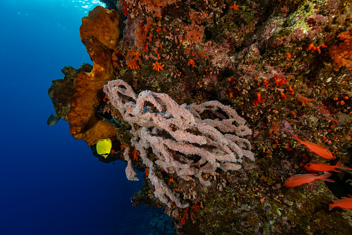 Several sponge species, softcorals and hardcorals like Orange Sun Corals Tubastraea faulkneri  encrust the wall. There is a Golden Damsel Amblyglyphidodon aureus and a Latticed Butterflyfish Chaetodon rafflesia, there are Whitetip Soldierfishes Myripristis vittata and a close view reveals a lot of different species of Threefins and Trimmas. \nNorth side of Rozengain Island, Banda Sea, Indonesia, 4°34'41.37 S 130°1'40.194 E at 10m depth