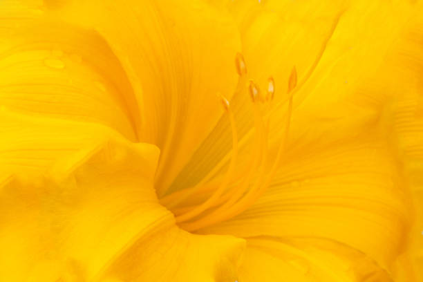 Beautiful Daylily in full bloom- Howard County, Indiana