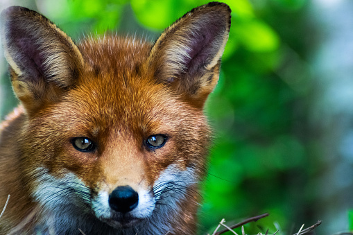 Fox looking at camera