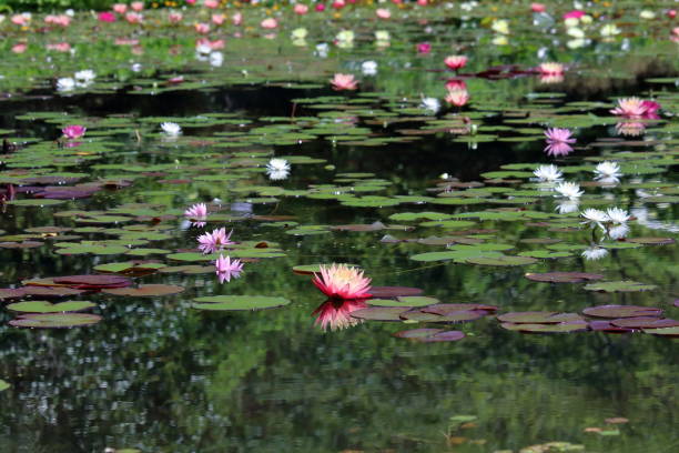 istock water lily flower,Blooming all over the pond (Mihara Village, Kochi Prefecture) 1586149569