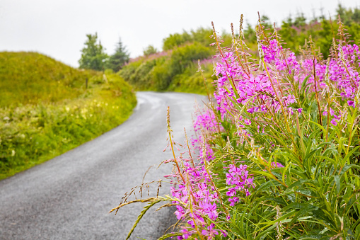 Scenic Fireweed pink flowers blooming along the road summer day