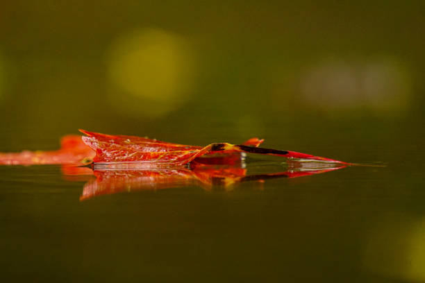 Close up of a leaf floating on water