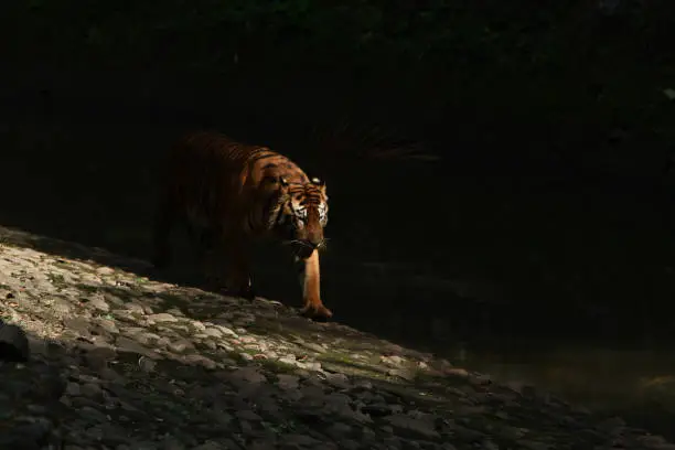 a Sumatran tiger walking around its territory