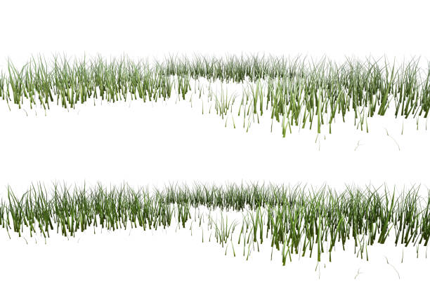 Row of Grass isolated on white, 3d render.