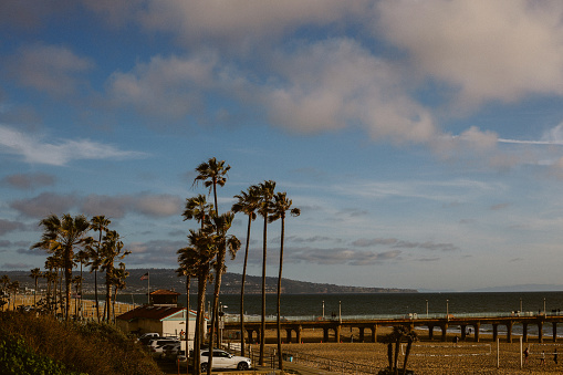 palm trees on the Manhattan beach in Los Angeles