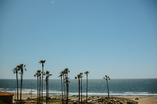 palm trees on the Manhattan beach in Los Angeles