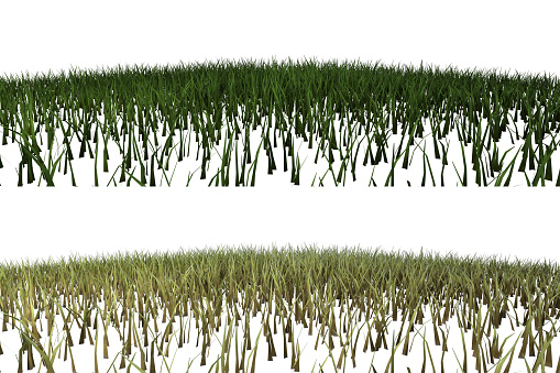 Row of Grass isolated on white, 3d render.