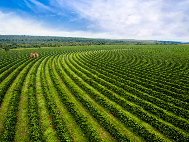 kaffee ernten - picking crop harvesting scenics stock-fotos und bilder