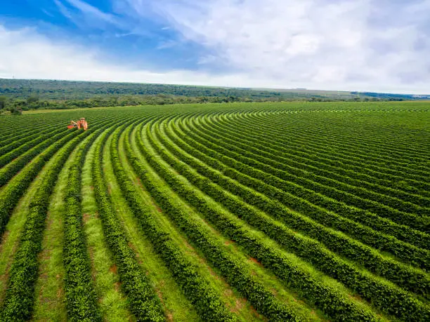 Photo of Coffee Harvesting