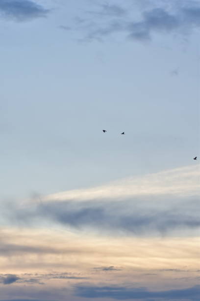 istock Crow flying on a blue cloudy sky 1586173138