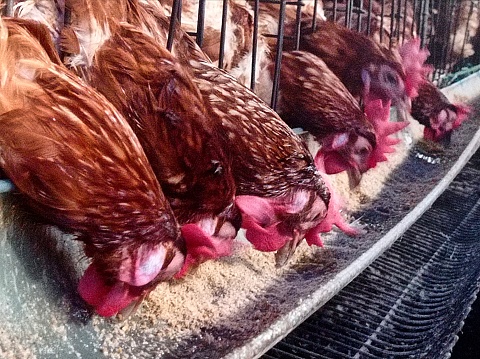laying hens farm, you can see the chickens in the cage eating feed, the color is red to orange and looks so much, the photo was taken during the day