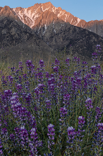Dramatic alpenglow on the Eastern Sierras with wild blue lupine flowers in the foreground