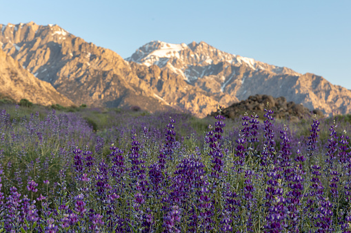 Dramatic alpenglow on the Eastern Sierras with wild blue lupine flowers in the foreground