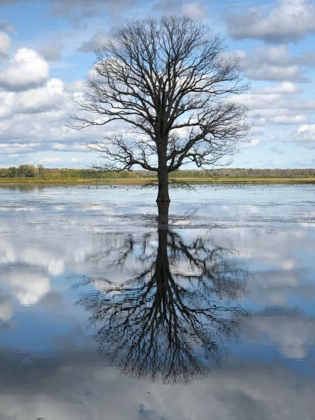 istock Tree reflecting off of the still water. 1586218833