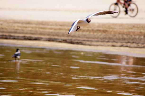 The Baltic sea birds. Black-headed gull photo.