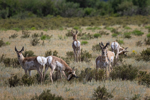 Pronghorn Antelope in Park County Colorado