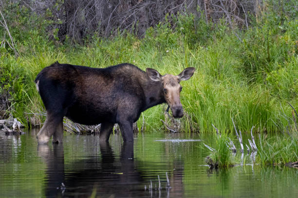 Cow Moose stock photo
