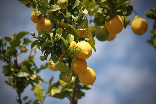 Beautiful yellow lemons weigh down a branch