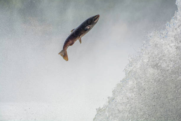 A Chinook Salmon jumps into a waterfall on the Feather River in July of 2023