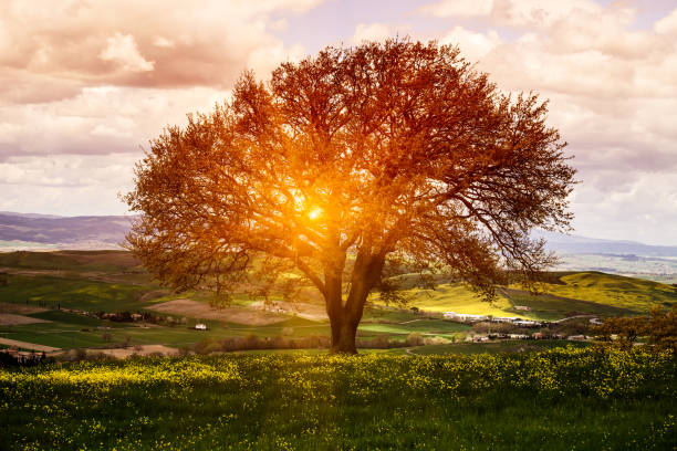 drzewo w pole kwiatów, sprężynę sunrise - lone tree zdjęcia i obrazy z banku zdjęć