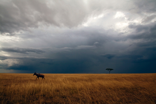 Tormenta de Masai Mara photo
