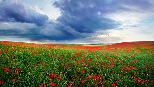 Field of poppies bloom Field full of poppies in a spring day with rain in the distance behind the meadow. poppy field stock pictures, royalty-free photos & images